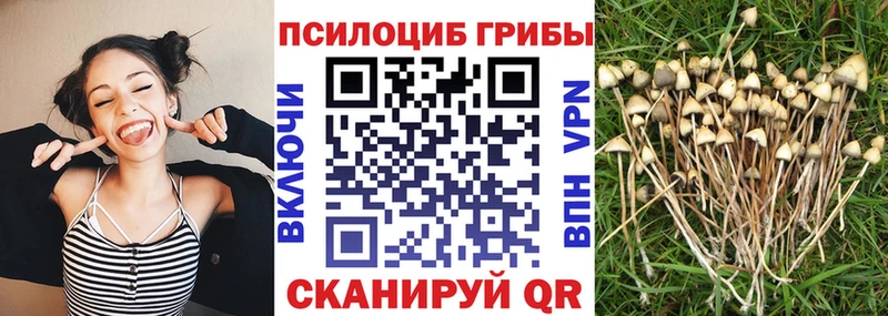 мега зеркало  Красково  Галлюциногенные грибы Psilocybine cubensis  цена  